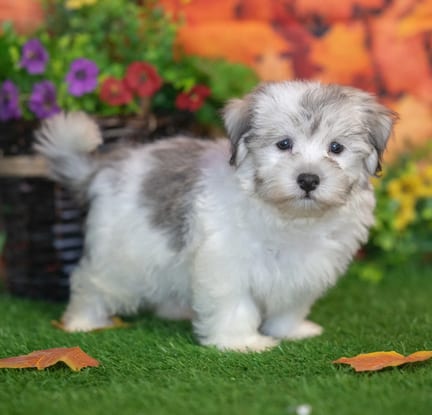 Havanese puppy named Ned