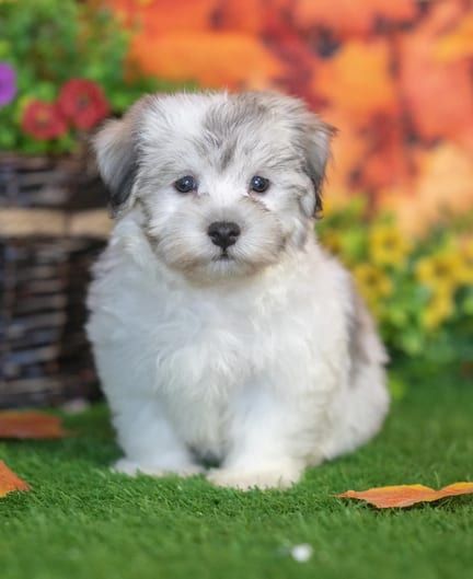 Havanese puppy named Ned