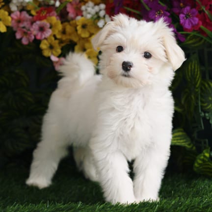 Havanese puppy named Elsa