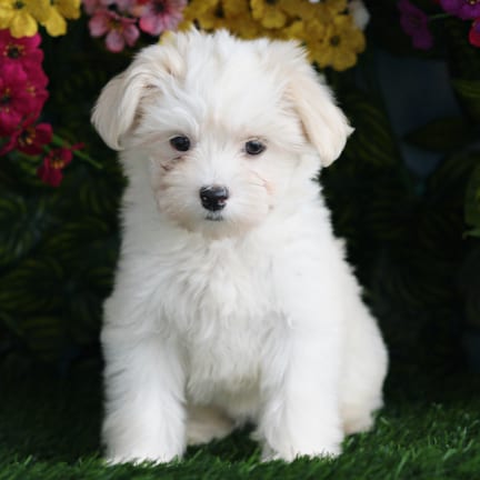 Havanese puppy named Elsa