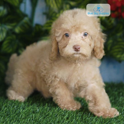 Havapoo F1B puppy named Vera