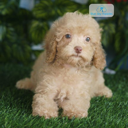 Havapoo F1B puppy named Vera