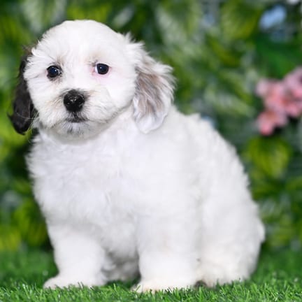 Havapoo puppy named Tatum