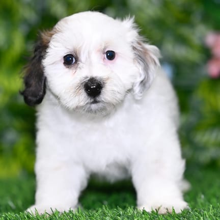 Havapoo puppy named Tatum