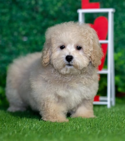 Havapoo puppy named Maddy