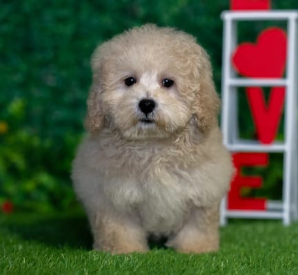 Havapoo puppy named Maddy