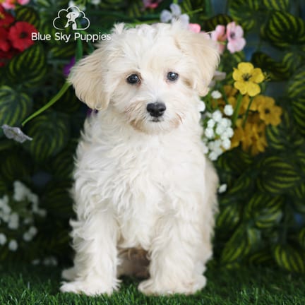 Havapoo puppy named Artie