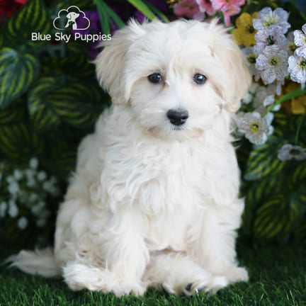 Havapoo puppy named Artie