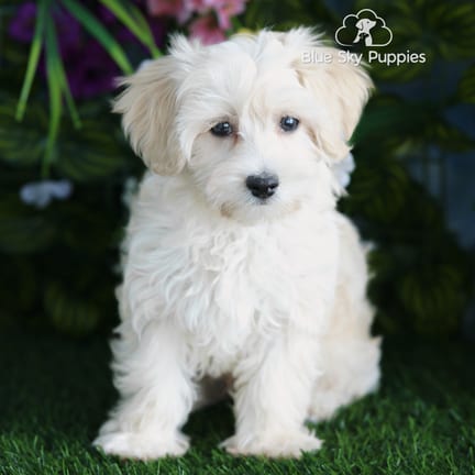 Havapoo puppy named Artie