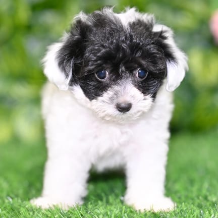 Havapoo puppy named Jackie
