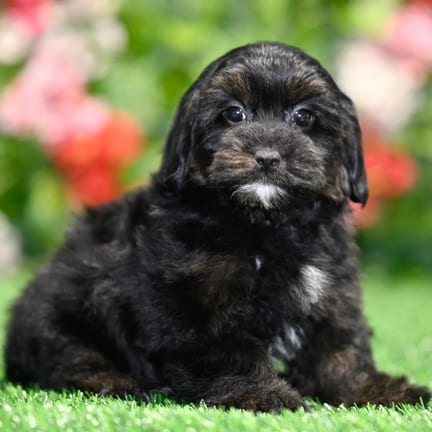 Havapoo puppy named Amos
