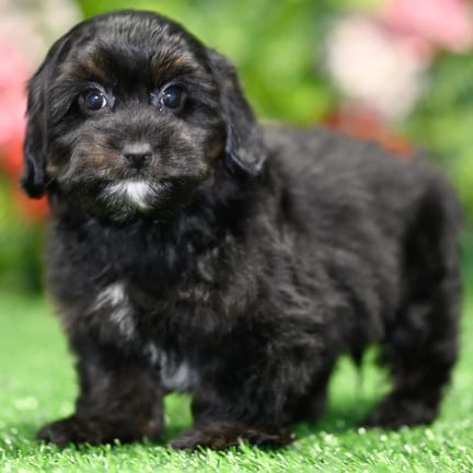 Havapoo puppy named Amos
