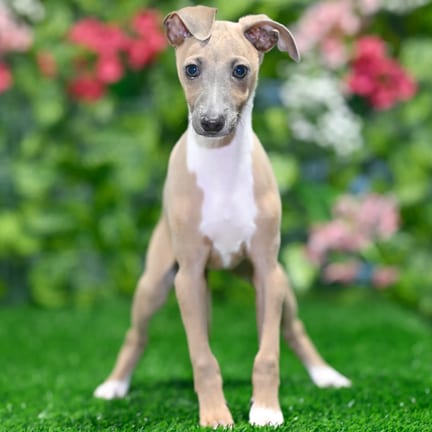 Italian Greyhound puppy named Kewpie