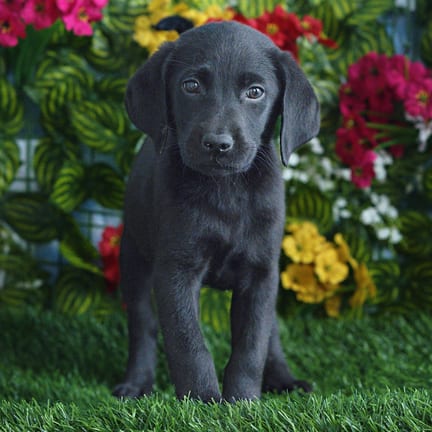 Labrador Retriever puppy named Lark