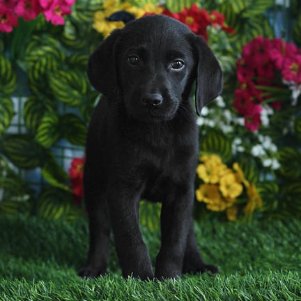 Labrador Retriever puppy named Lark