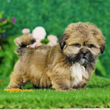 Lhasa Apso puppy named Edward