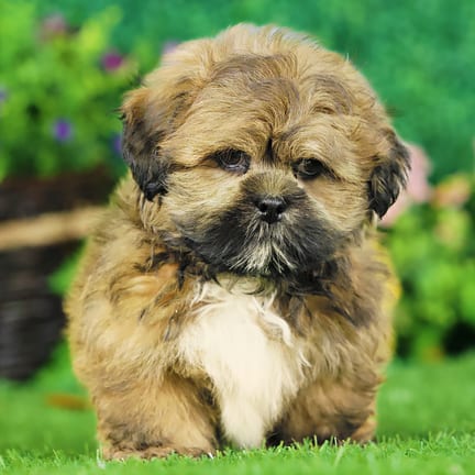 Lhasa Apso puppy named Edward