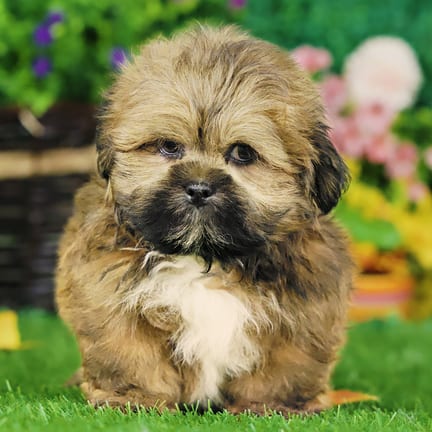 Lhasa Apso puppy named Edward