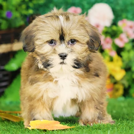 Lhasa Apso puppy named Quizzie