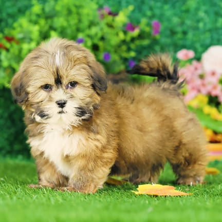 Lhasa Apso puppy named Quizzie