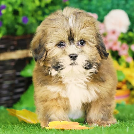 Lhasa Apso puppy named Quizzie