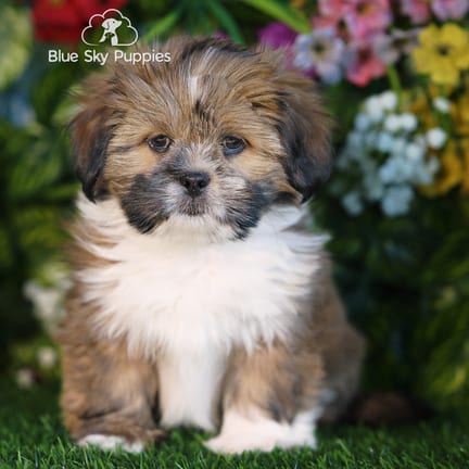 Lhasa Apso puppy named Shamus