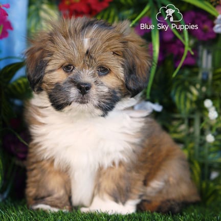 Lhasa Apso puppy named Shamus