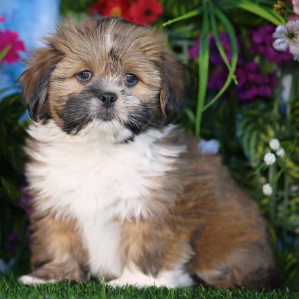 Lhasa Apso puppy named Shamus