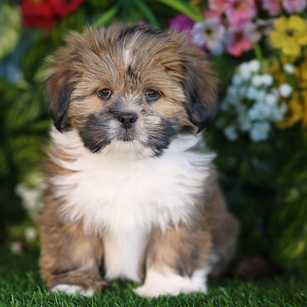 Lhasa Apso puppy named Shamus