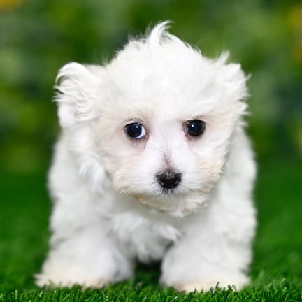 Maltese puppy named Avery
