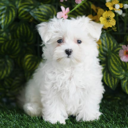 Maltese puppy named Willow