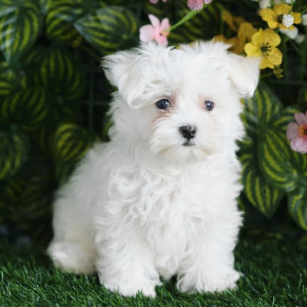 Maltese puppy named Willow