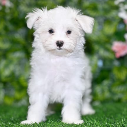 Maltese puppy named Diesel