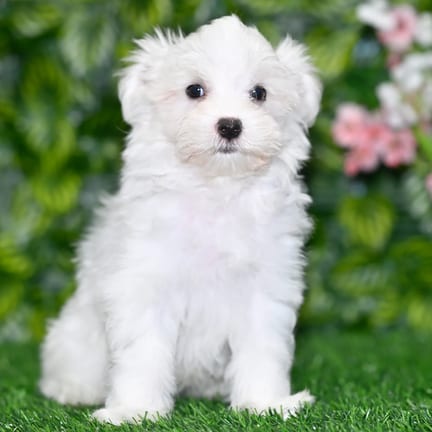 Maltese puppy named Diesel
