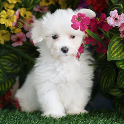Maltese puppy named Captain