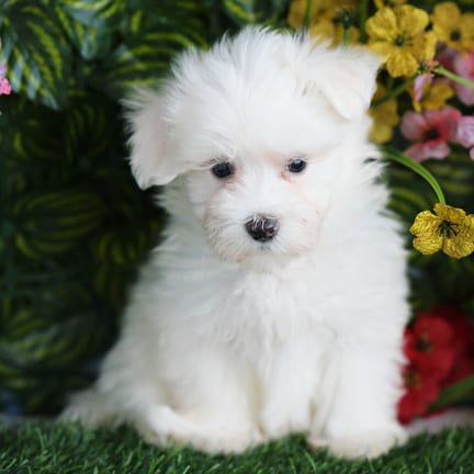 Maltese puppy named Captain