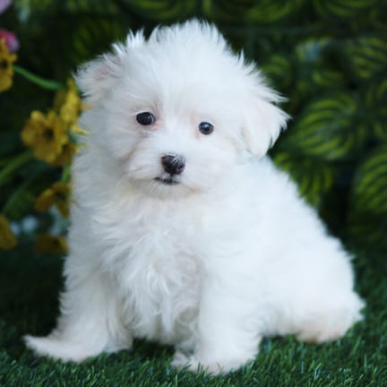 Maltese puppy named Igor