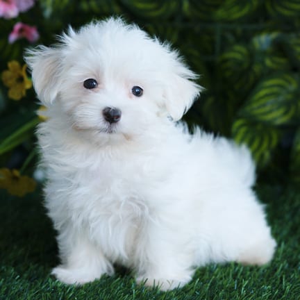 Maltese puppy named Igor