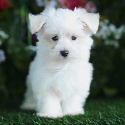 Maltese puppy named Domingo