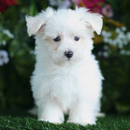 Maltese puppy named Domingo