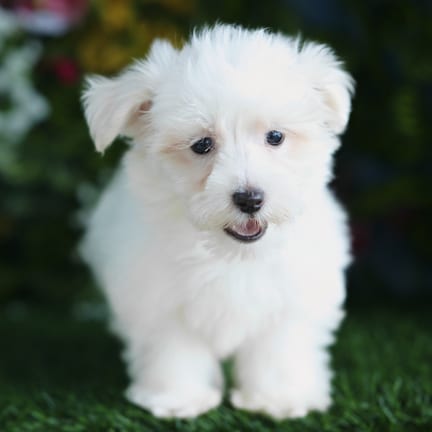 Maltese puppy named Domingo