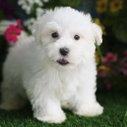 Maltese puppy named Kona