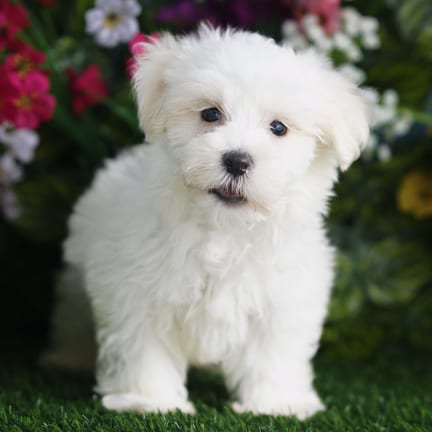 Maltese puppy named Kona