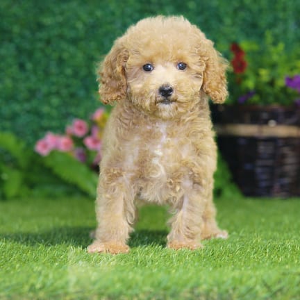 Maltipoo F1B puppy named Eden