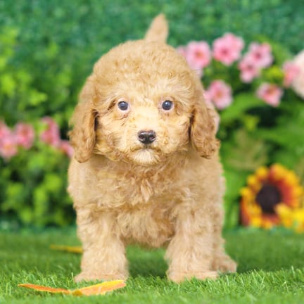 Maltipoo F1B puppy named Luther