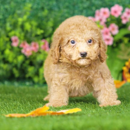 Maltipoo F1B puppy named Luther