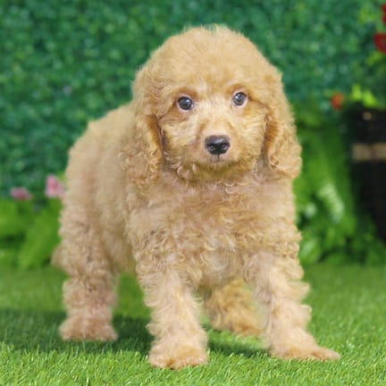Maltipoo F1B puppy named Jesse
