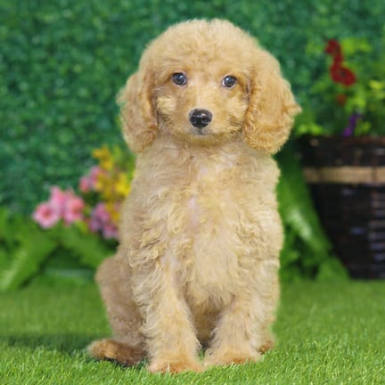 Maltipoo F1B puppy named Jesse