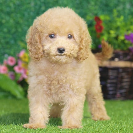 Maltipoo F1B puppy named Eliza