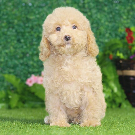 Maltipoo F1B puppy named Bianca